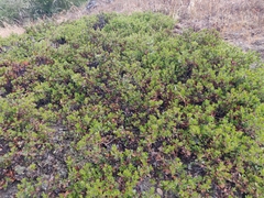 Arctostaphylos franciscana