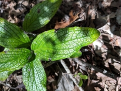 Lithospermum helleri