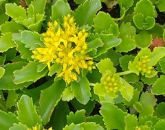 Phedimus kamtschaticus