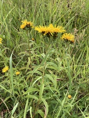 Pentanema salicinum