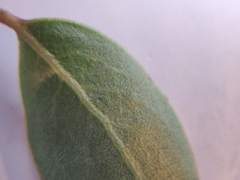 Arctostaphylos franciscana