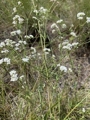 Galium hexanarium