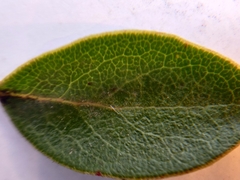Arctostaphylos franciscana
