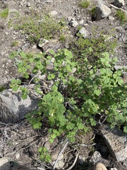 Ribes viscosissimum