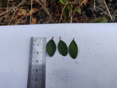 Arctostaphylos franciscana