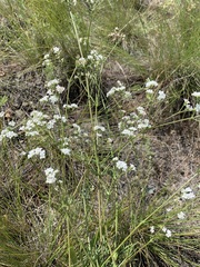 Galium hexanarium