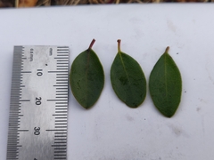 Arctostaphylos franciscana