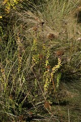 Inulanthera leucoclada