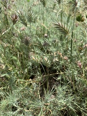 Eremopyrum orientale