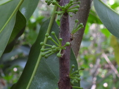 Sideroxylon foetidissimum