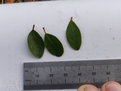 Arctostaphylos franciscana