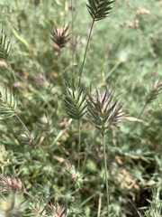 Eremopyrum orientale