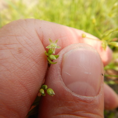 Stellaria borealis