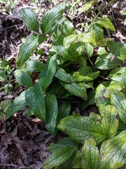 Lithospermum helleri