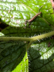 Lithospermum helleri