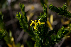 Lasiosiphon triplinervis