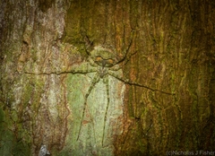 Tamopsis tweedensis
