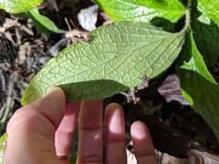 Lithospermum helleri