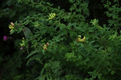 Chamaecytisus supinus