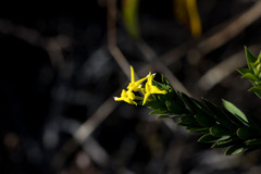 Lasiosiphon triplinervis