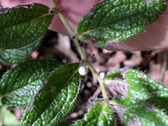 Lithospermum helleri