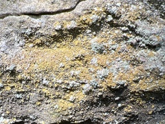 Leproplaca chrysodeta