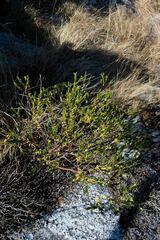 Lasiosiphon triplinervis