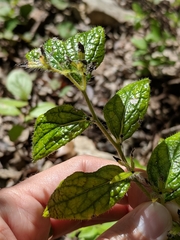 Lithospermum helleri
