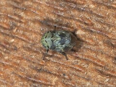 Clastoptera laevigata