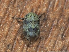 Clastoptera laevigata