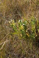 Lopholaena dregeana