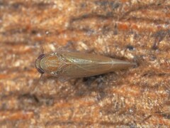 Pareuidella avicephaliforma