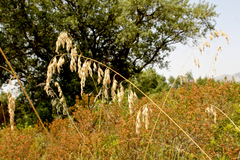 Ampelodesmos mauritanicus