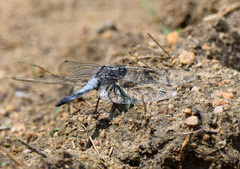 Orthetrum cancellatum