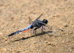 Orthetrum cancellatum