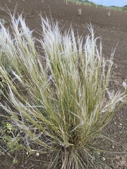 Stipa orientalis