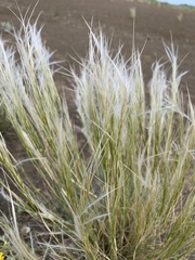 Stipa orientalis