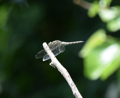 Orthetrum cancellatum