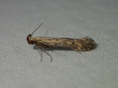 Metzneria paucipunctella