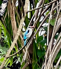 Halcyon senegalensis