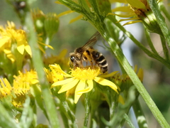Andrena denticulata
