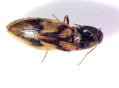 Stropenron hieroglyphica