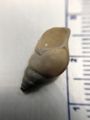 Bithynia tentaculata