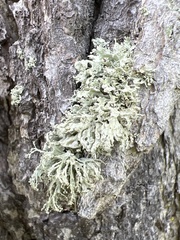 Ramalina labiosorediata