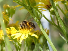 Andrena denticulata