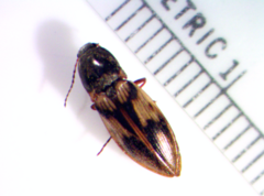 Stropenron hieroglyphica