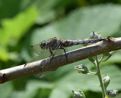 Orthetrum cancellatum