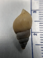 Bithynia tentaculata