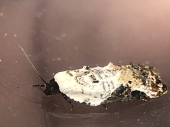 Acleris nivisellana