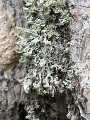 Ramalina labiosorediata